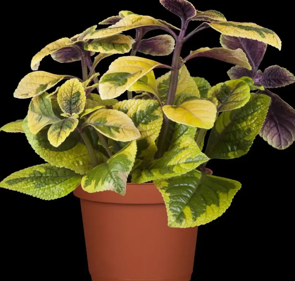 Plectranthus (Cubaanse oregano)