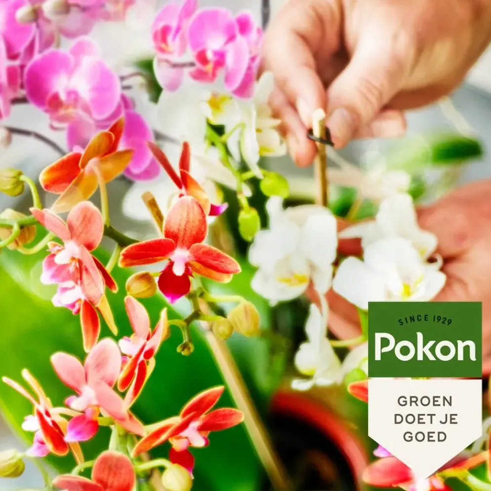 Pokon Bio Orchidee Voeding 250 ml