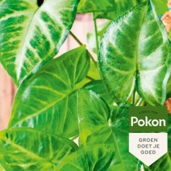 Pokon Bladglans 600ml