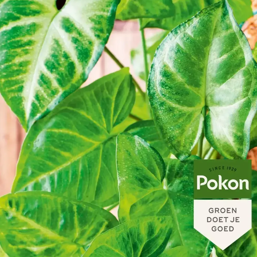 Pokon Bladglans 250ml