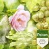 Pokon Tegen Schimmels Fungex Concentraat 180gr