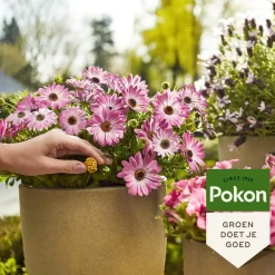 Pokon Terras & Balkon Planten Voedingskorrels 800g