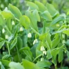 Polygonatum (Gewone Salomonszegel)
