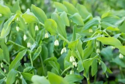 Polygonatum (Gewone Salomonszegel)