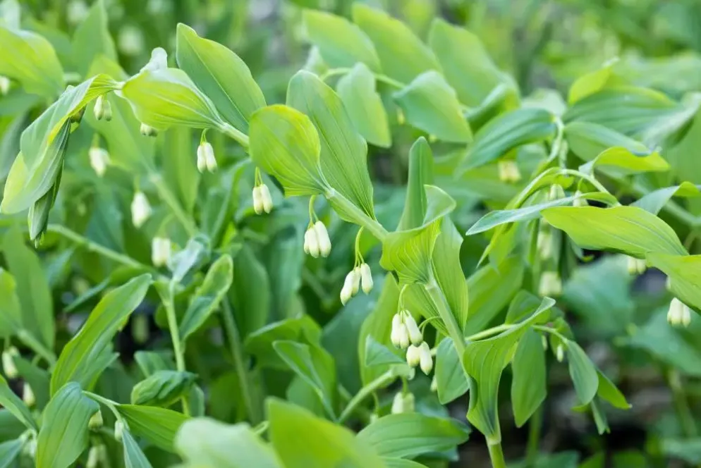Polygonatum (Gewone Salomonszegel)