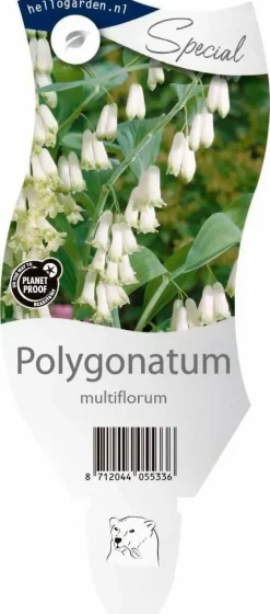 Polygonatum (Gewone Salomonszegel)