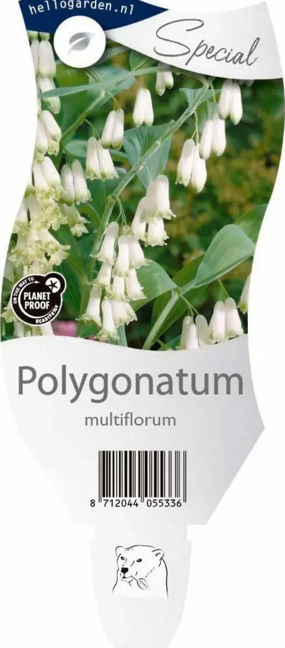 Polygonatum (Gewone Salomonszegel)