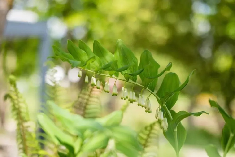 Polygonatum (Gewone Salomonszegel)