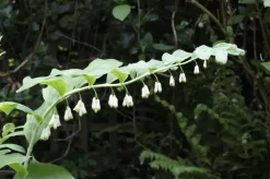 Polygonatum (Gewone Salomonszegel)