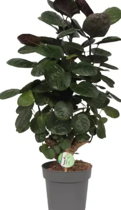 Polyscias 'Fabian' (Aralia) 70cm