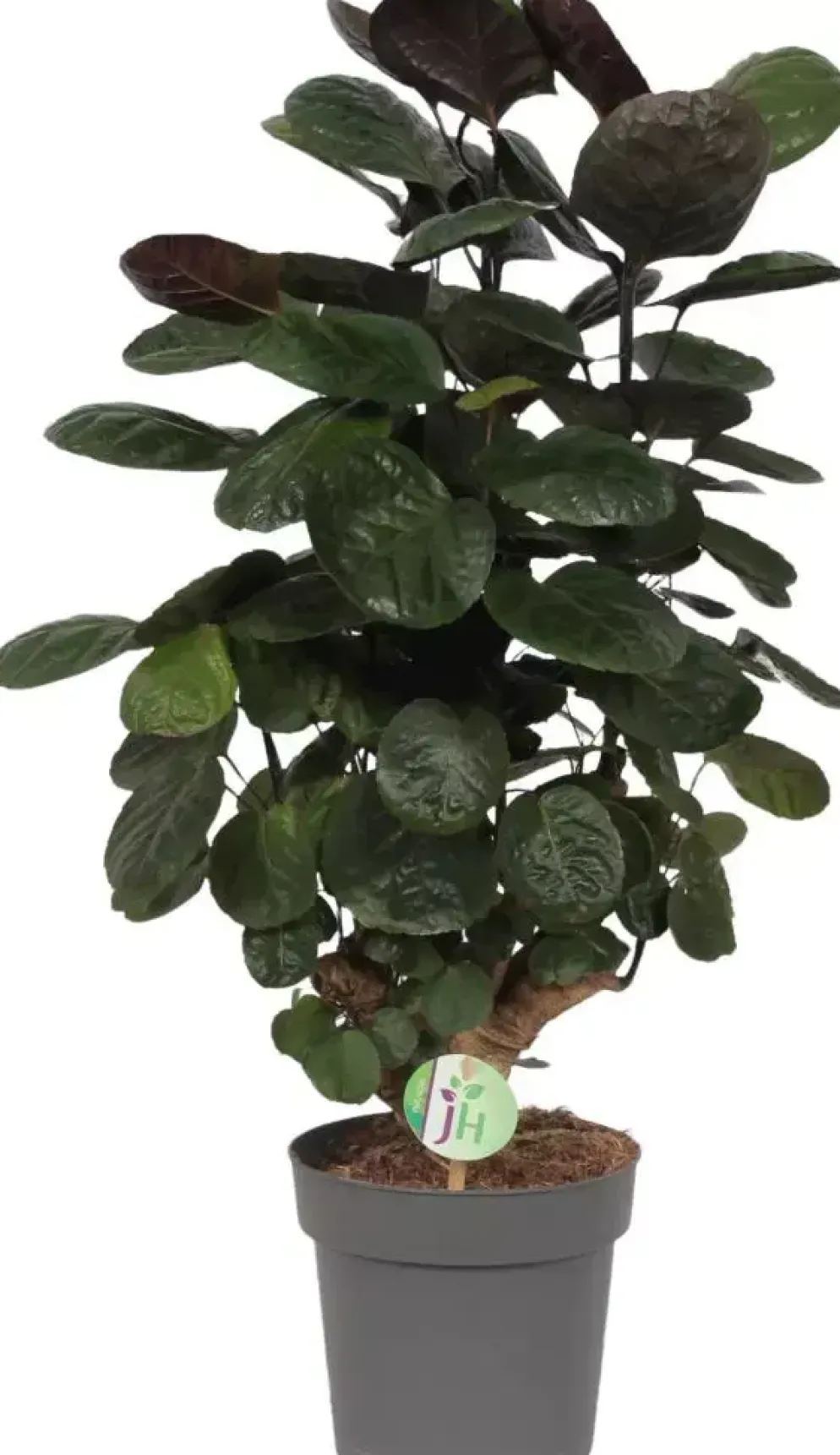 Polyscias 'Fabian' (Aralia) 70cm