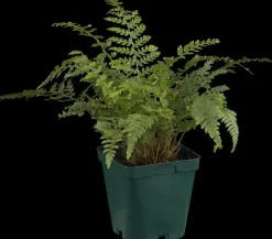 Polystichum setiferum 'Herrenhausen' (Naaldvaren)