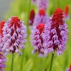 Primula (Sleutelbloem)