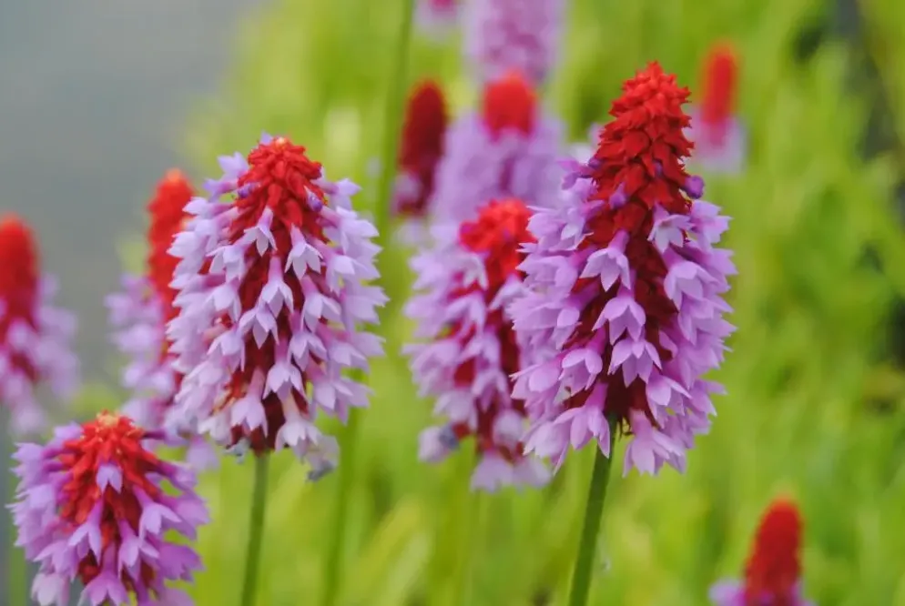 Primula (Sleutelbloem)