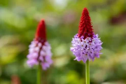 Primula (Sleutelbloem)