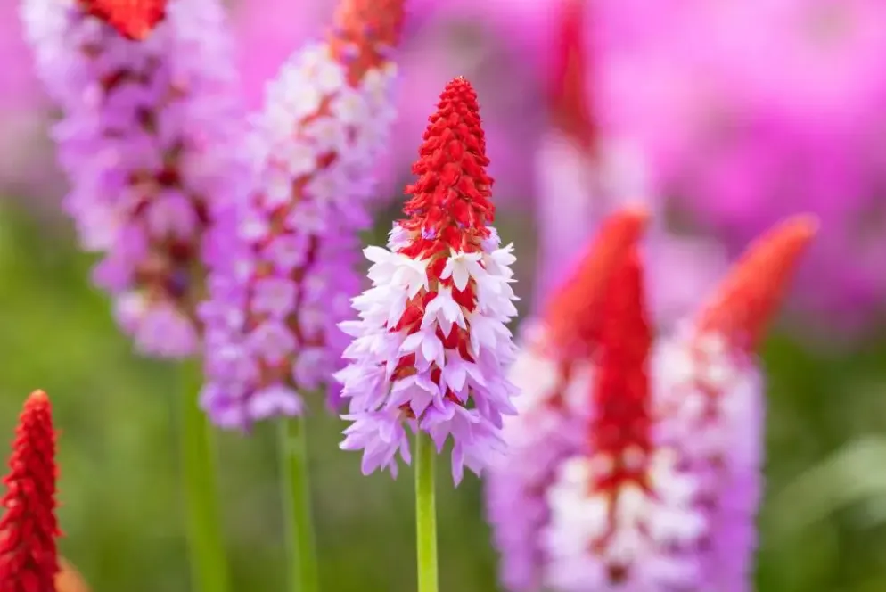 Primula (Sleutelbloem)
