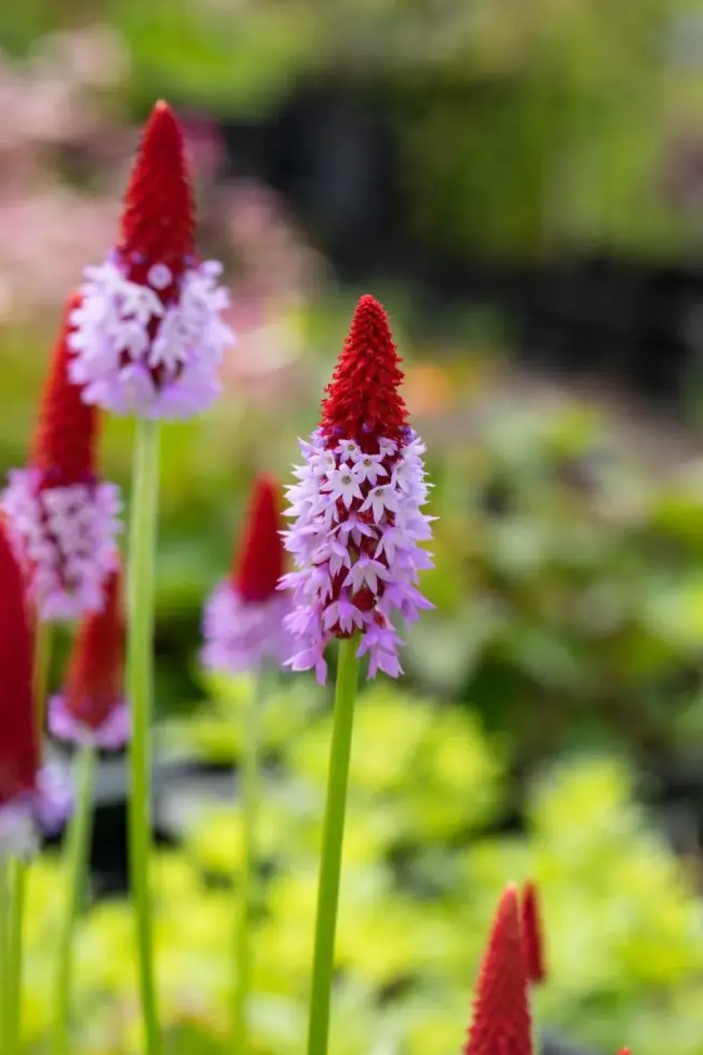Primula (Sleutelbloem)