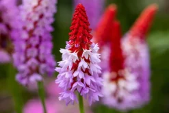 Primula (Sleutelbloem)