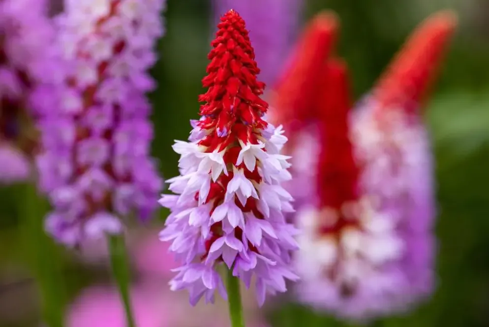 Primula (Sleutelbloem)