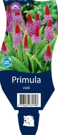 Primula (Sleutelbloem)