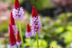 Primula (Sleutelbloem)