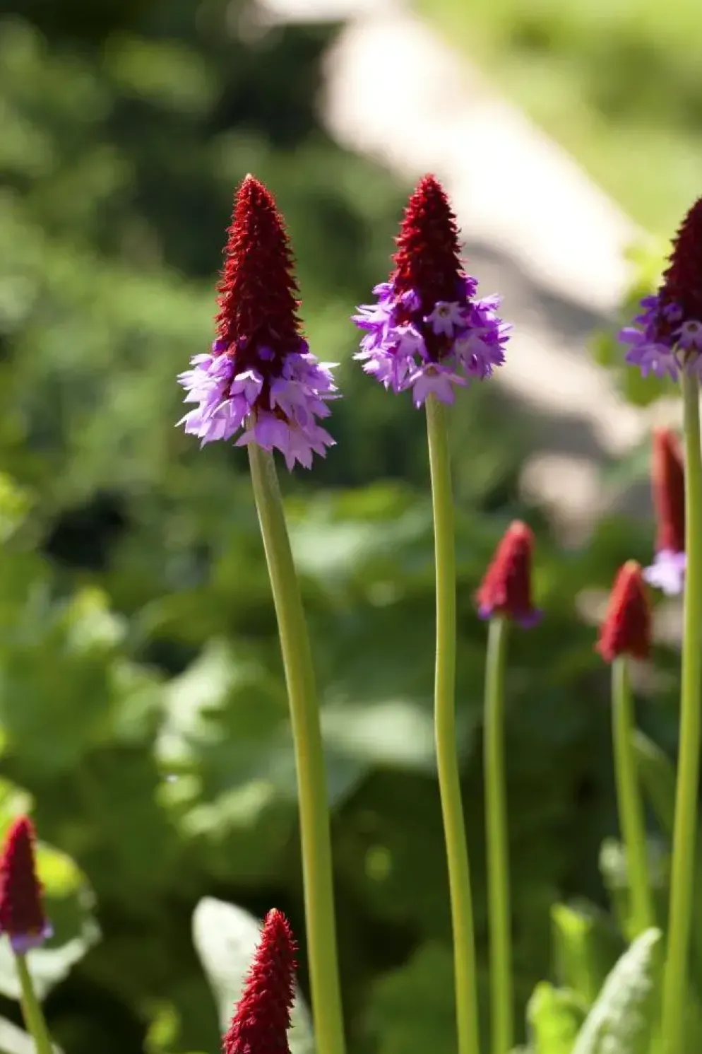 Primula (Sleutelbloem)