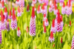 Primula (Sleutelbloem)