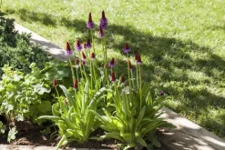 Primula (Sleutelbloem)