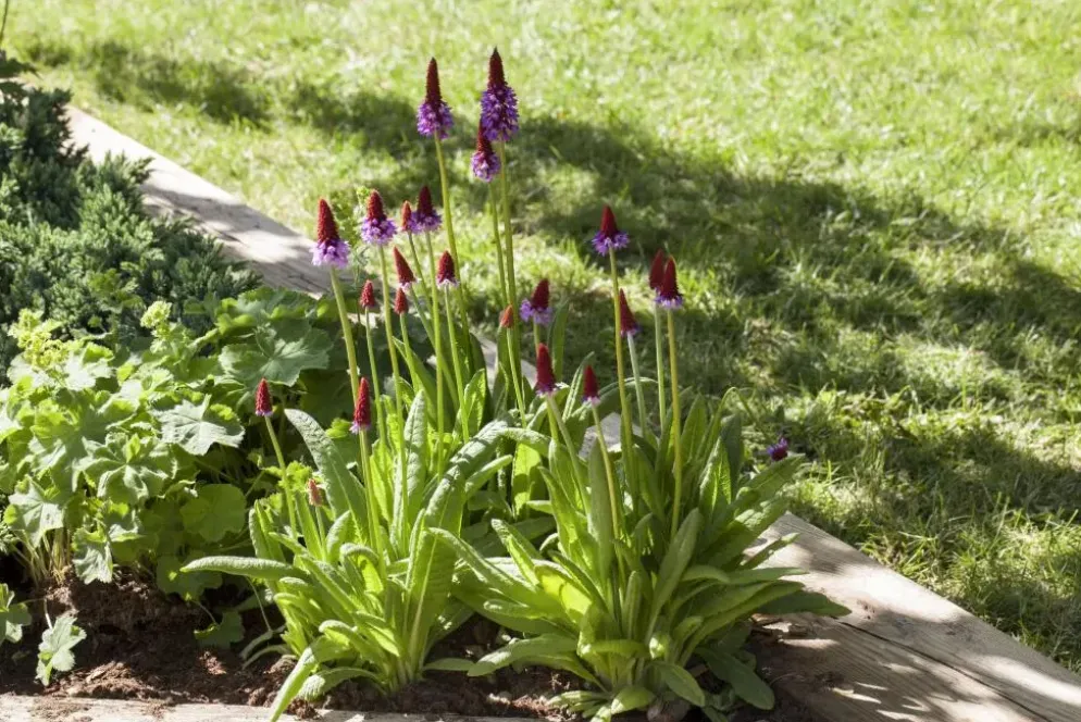Primula (Sleutelbloem)