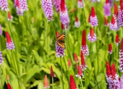 Primula (Sleutelbloem)