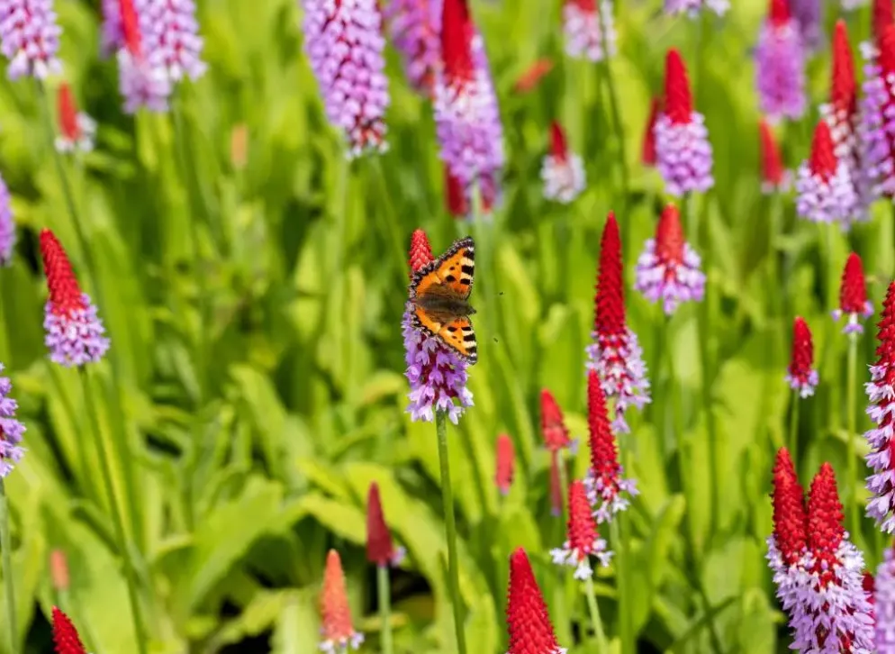 Primula (Sleutelbloem)