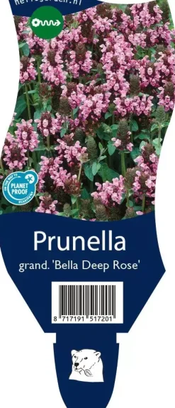 Prunella grandiflora 'Bella Deep Rose' (Grote Brunel)