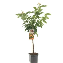 Prunus avium 'Bigarreau Napoléon' (Kers) fruitplant 160cm