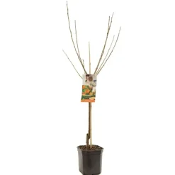Prunus avium 'Bigarreau Napoléon' (Kers) fruitplant 160cm