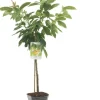 Prunus avium 'Donissens Gold' (Kers) fruitplant 160cm