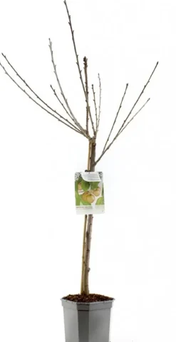 Prunus avium 'Donissens Gold' (Kers) fruitplant 160cm