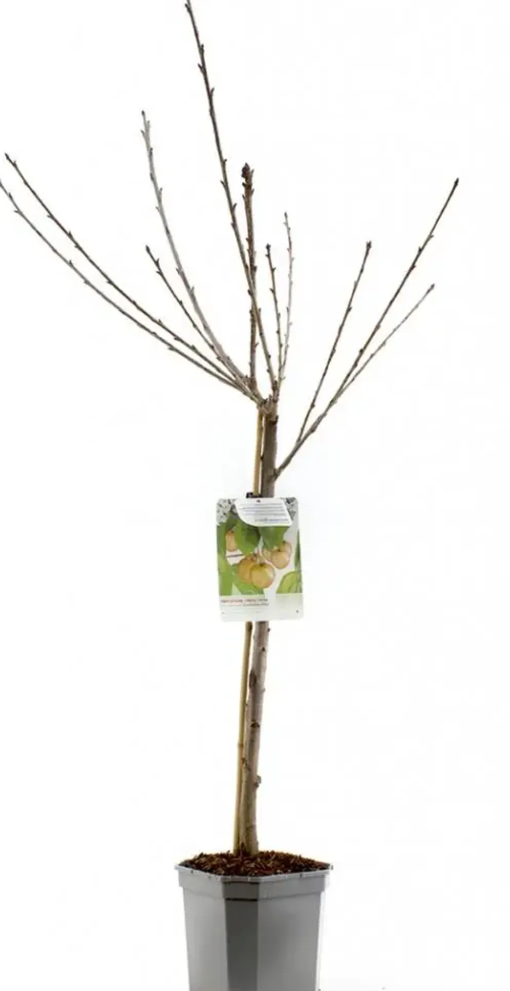 Prunus avium 'Donissens Gold' (Kers) fruitplant 160cm