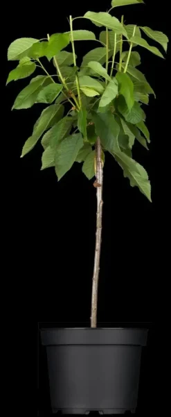 Prunus avium 'Donissens Gold' (Kers) fruitplant 160cm