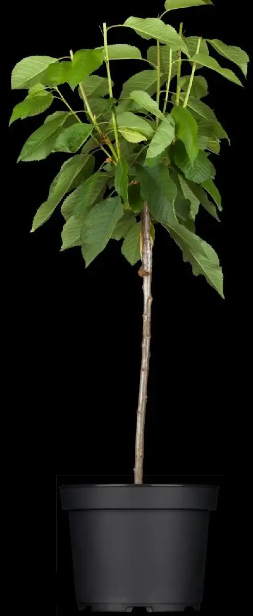 Prunus avium 'Donissens Gold' (Kers) fruitplant 160cm