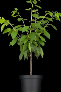 Prunus avium 'Donissens Gold' (Kers) fruitplant 160cm