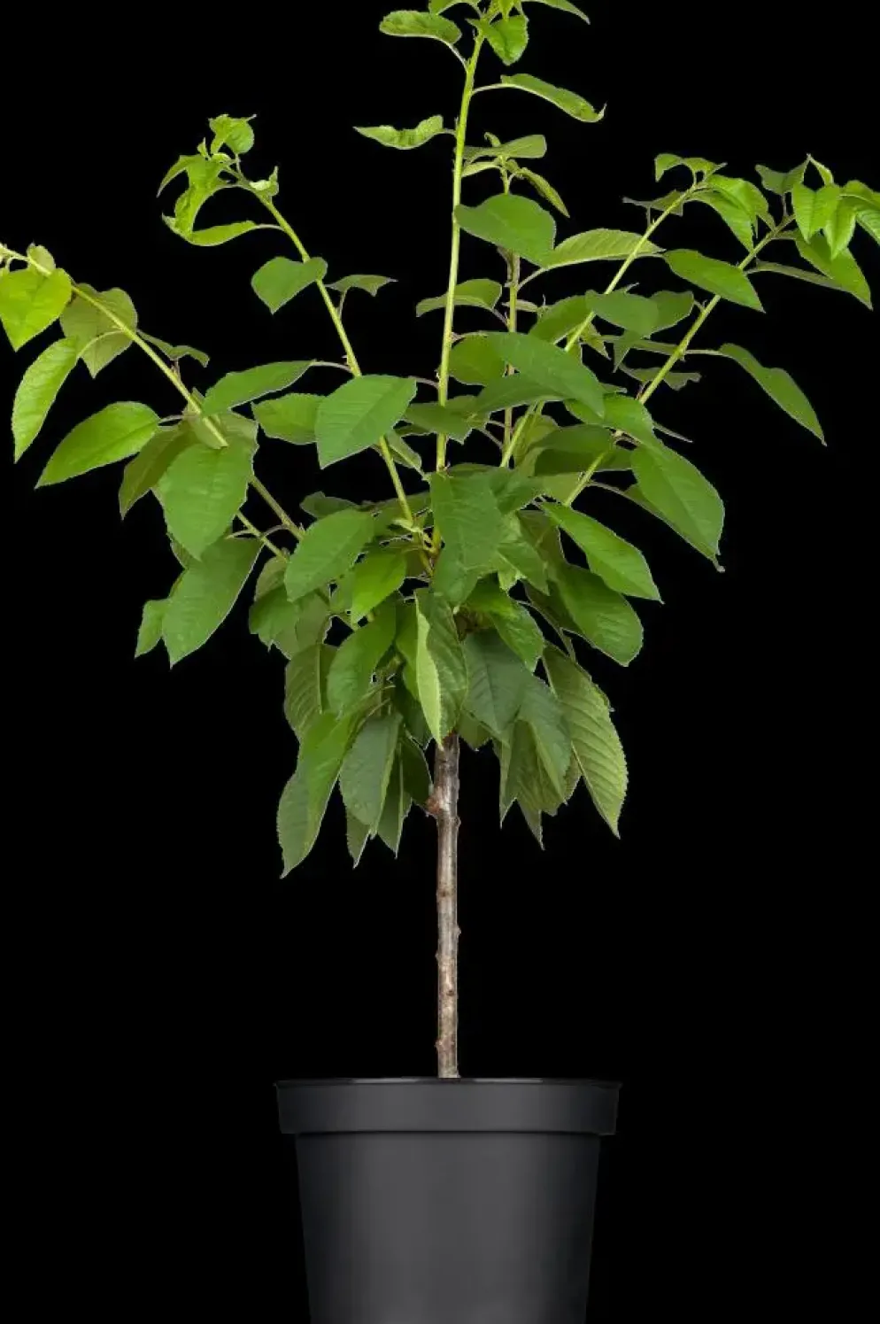 Prunus avium 'Donissens Gold' (Kers) fruitplant 160cm