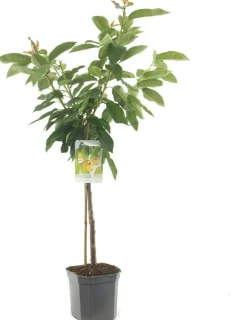 Prunus avium 'Donissens Gold' (Kers) fruitplant 160cm