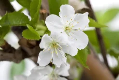 Prunus avium 'Donissens Gold' (Kers) fruitplant 160cm