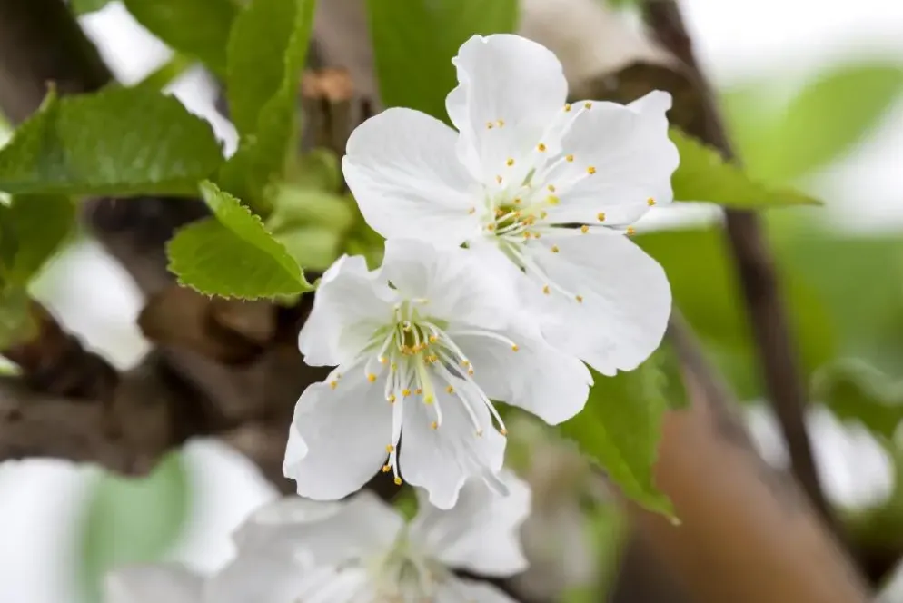 Prunus avium 'Donissens Gold' (Kers) fruitplant 160cm