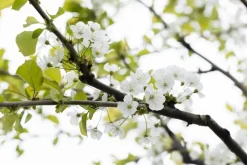 Prunus avium 'Donissens Gold' (Kers) fruitplant 160cm
