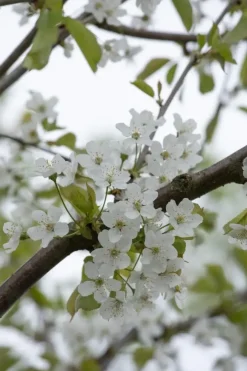 Prunus avium 'Donissens Gold' (Kers) fruitplant 160cm