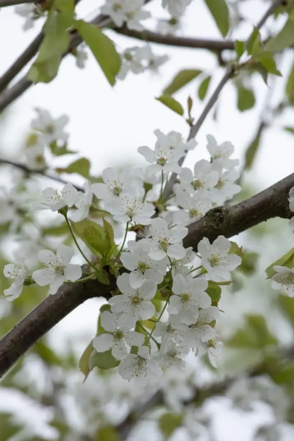 Prunus avium 'Donissens Gold' (Kers) fruitplant 160cm