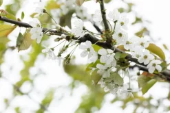Prunus avium 'Donissens Gold' (Kers) fruitplant 160cm