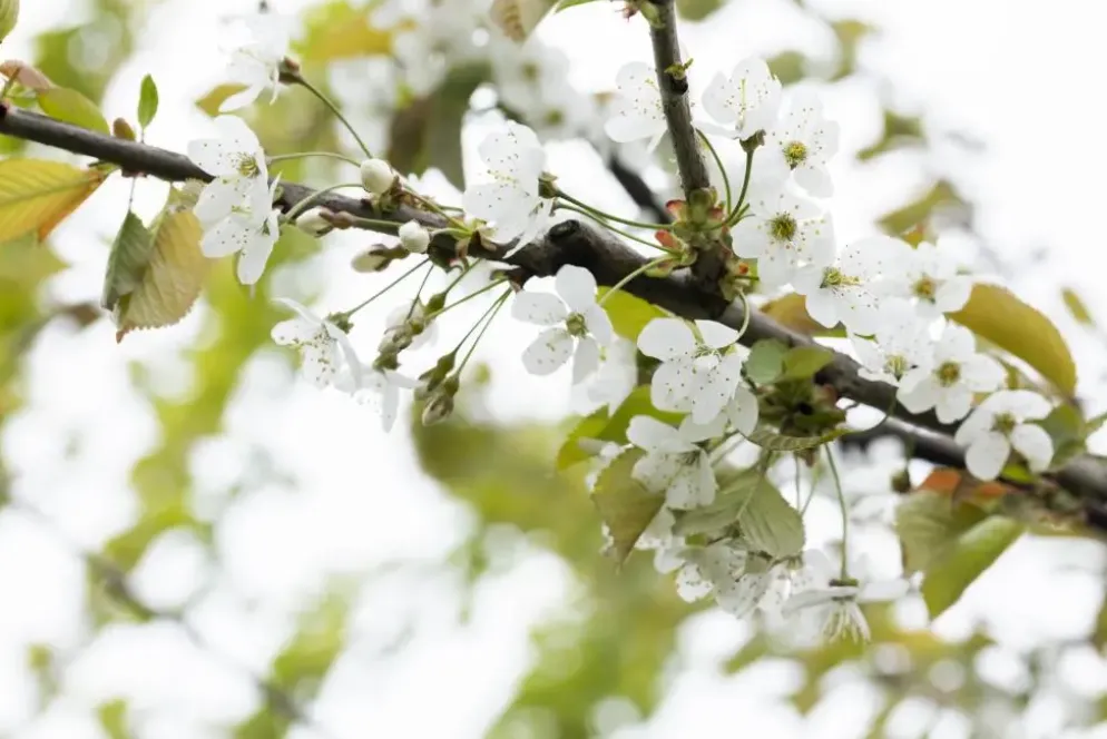 Prunus avium 'Donissens Gold' (Kers) fruitplant 160cm