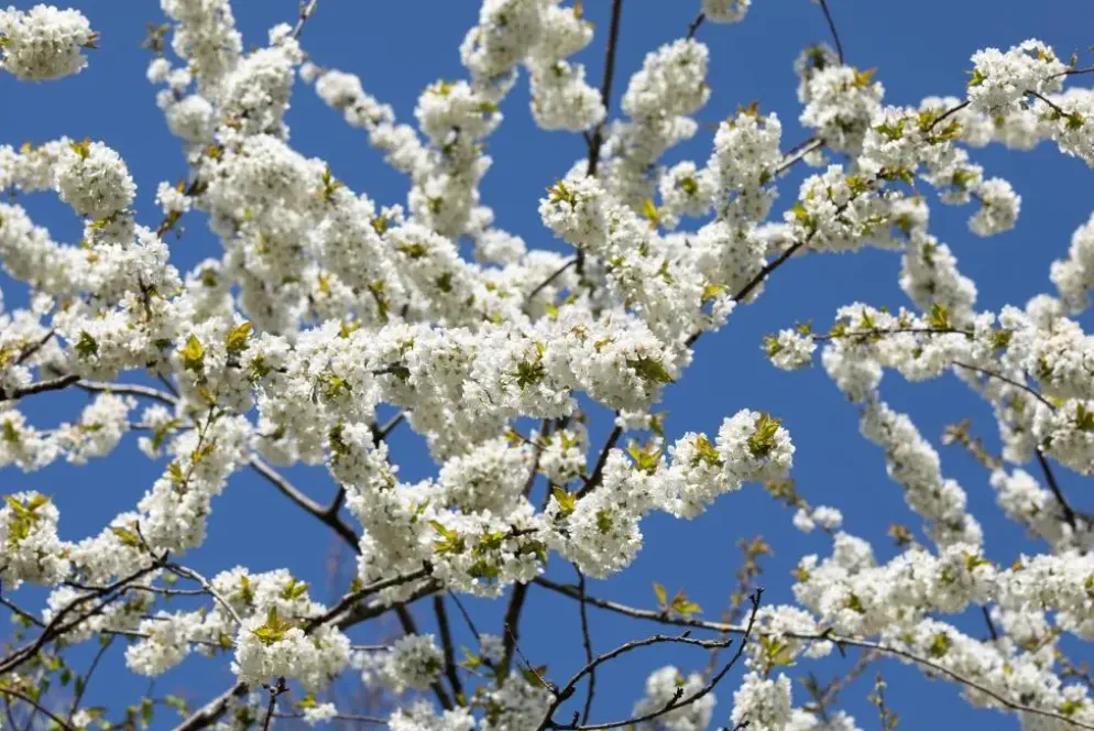 Prunus avium 'Donissens Gold' (Kers) fruitplant 160cm